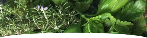 Bio-Samen-fuer-Kuechenkraeuter-mobile