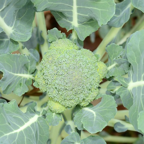 Broccoli