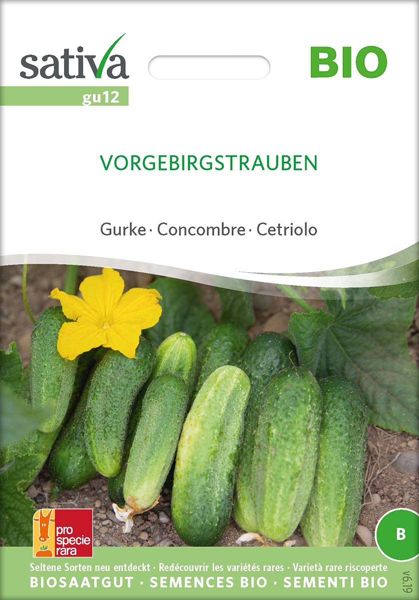 Gurke Vorgebirgstrauben Biosaatgut