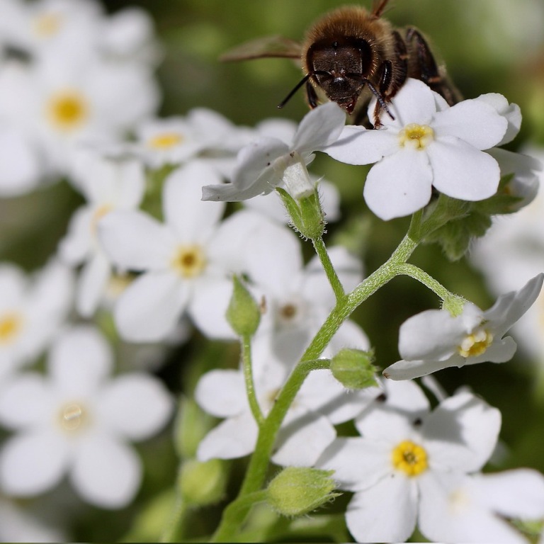 Vergissmeinnicht weiß, Bio Samen