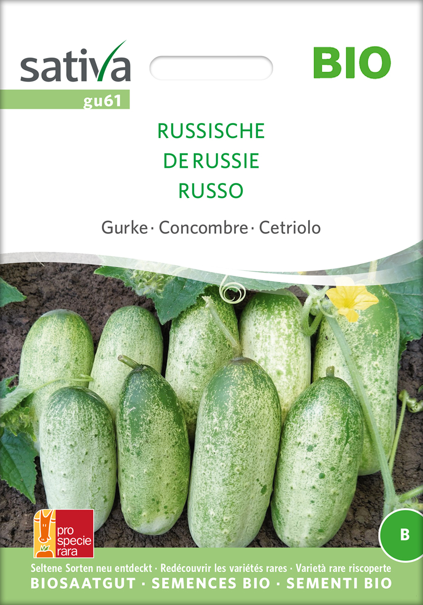 Gurke 'Russische' Samen