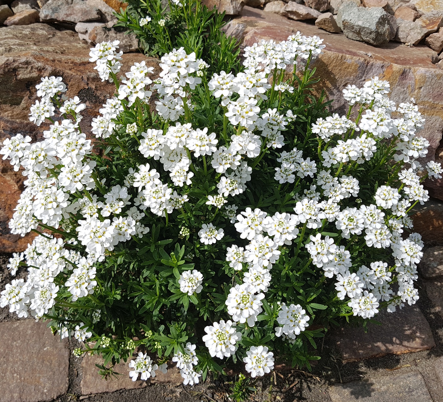 bittere_schleifenblume_iberis_amara_bio_samen Bittere Schleifenblume Bio Samen