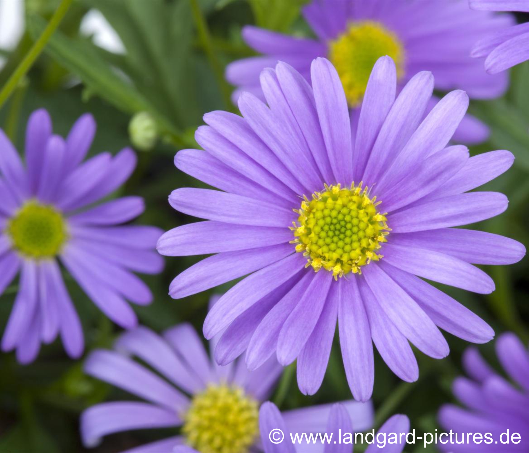 samen_brachyscome_iberidifolia_blaues_gaensebluemchen_bio_samen-jpg Blaues Gänseblümchen | Biosaatgut