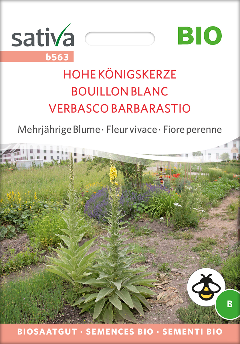 b563_hohe_koenigskerze_samen_bio Hohe Koenigskerze Samen