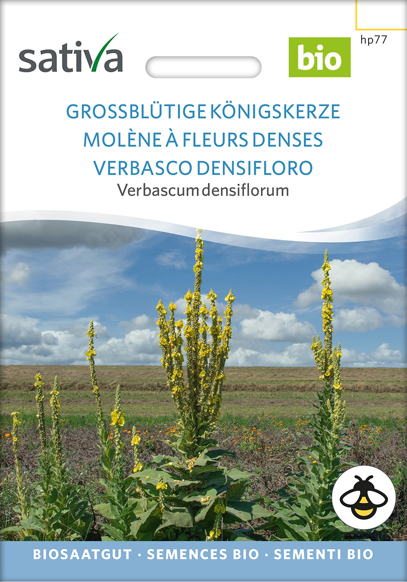hp77_grossbluetige_koenigskerze_heilpflanze_bio_samen Großblütige Königskerze Bio Samen