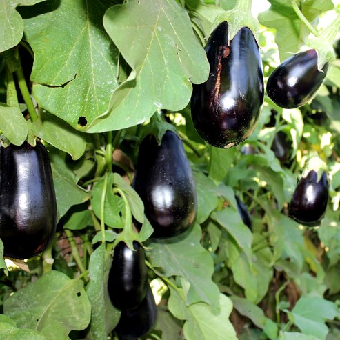Auberginen
