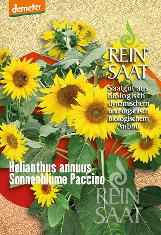 Zwerg Sonnenblume Paccino BIO Samen