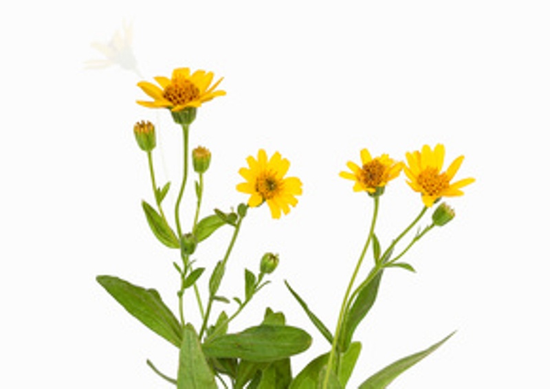 Arnica montana BIO Samen