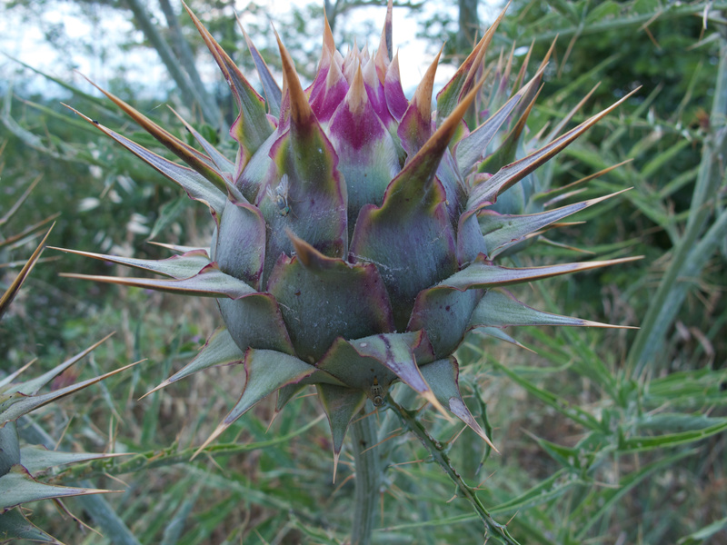 Mariendistel Silybum marianum