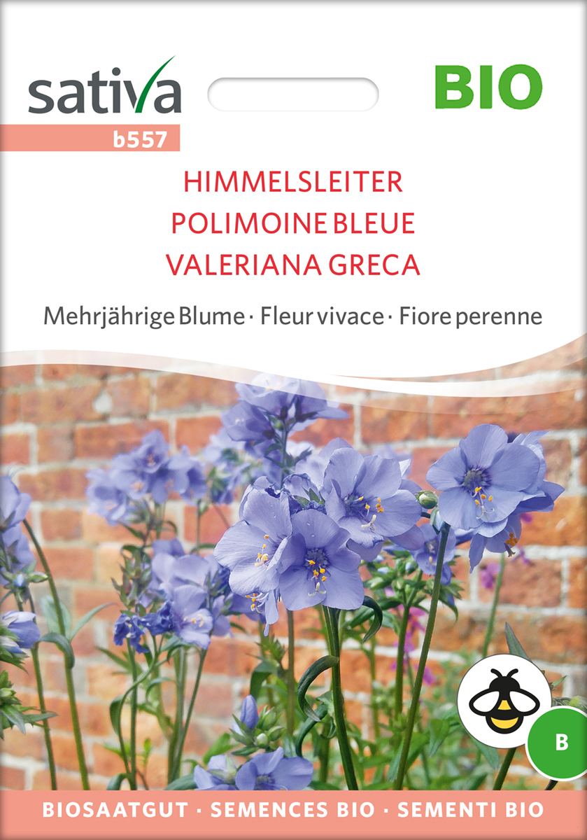 b557_himmelsleiter_jakobsleiter_samen_bio Himmelsleiter, Jakobsleiter Saatgut BIO