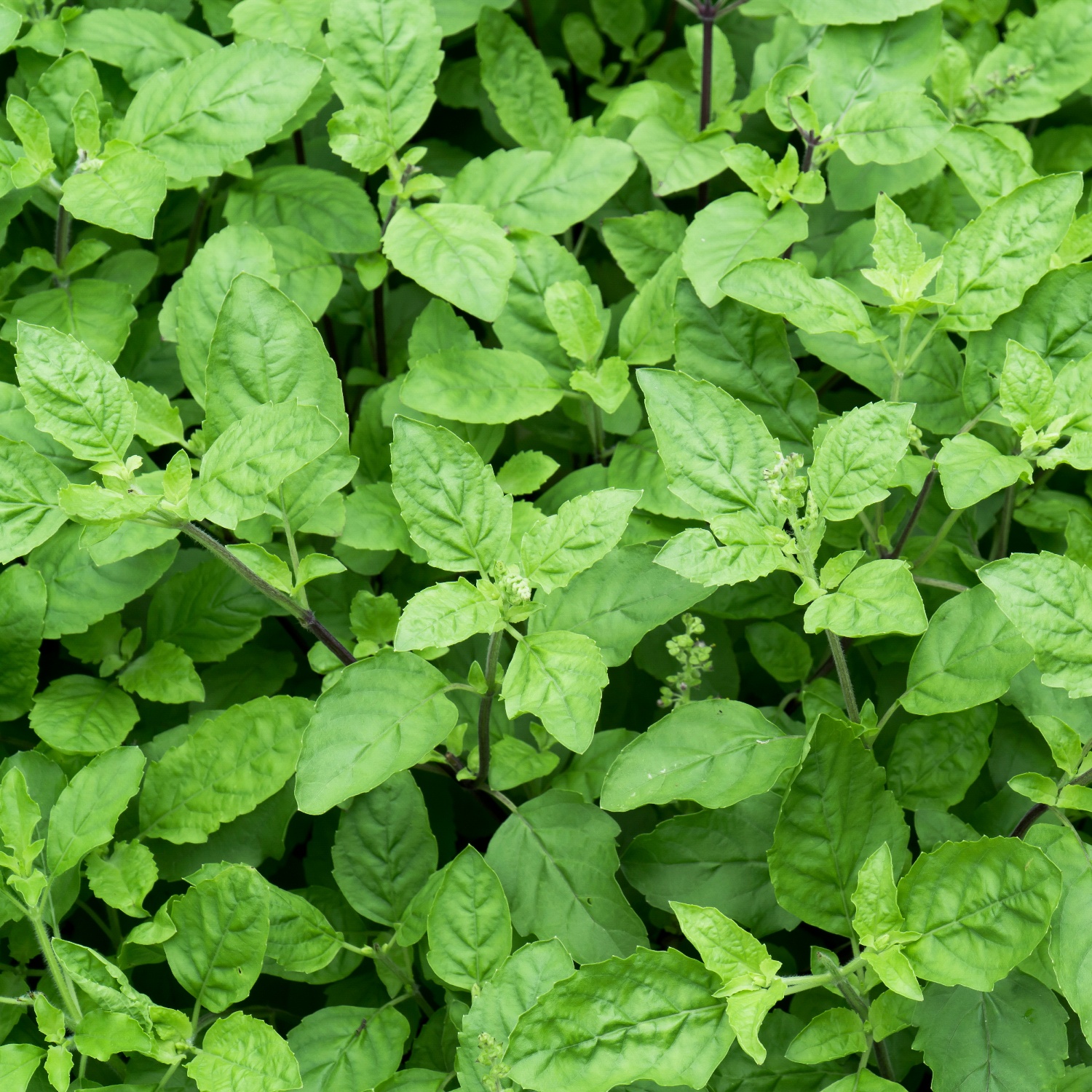 heiliges_basilikum_tulsi_bio_samen Heiliges Basilikum Tulsi BIO Samen