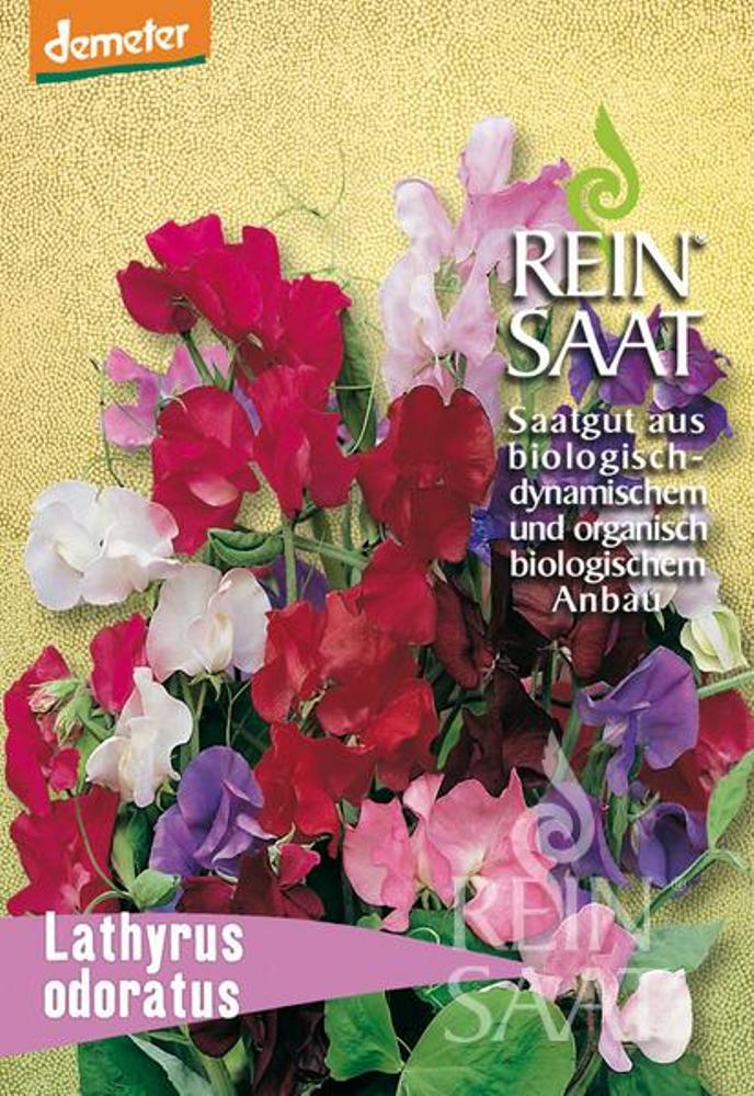 b038_edel_wicke_lathyrus_od_bio_samen Edelwicke BIO Samen