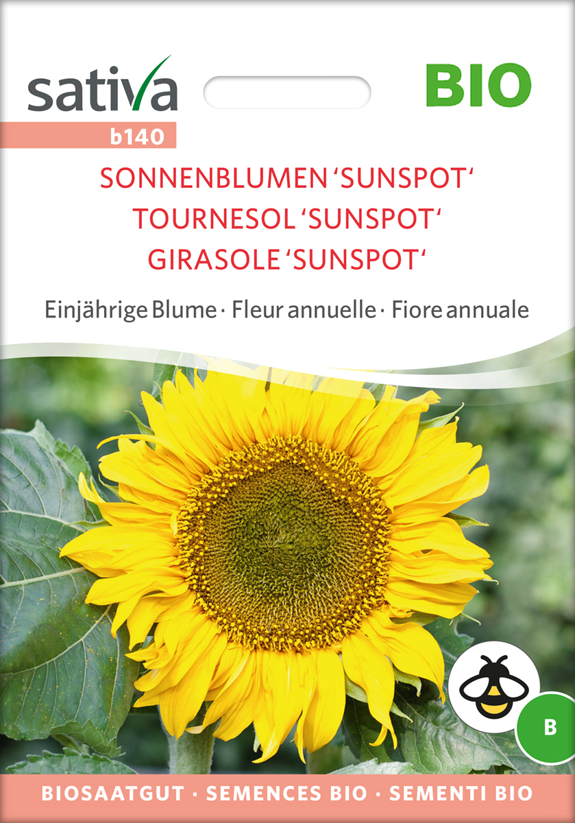 Sonnenblume Sunspot BIO Samen