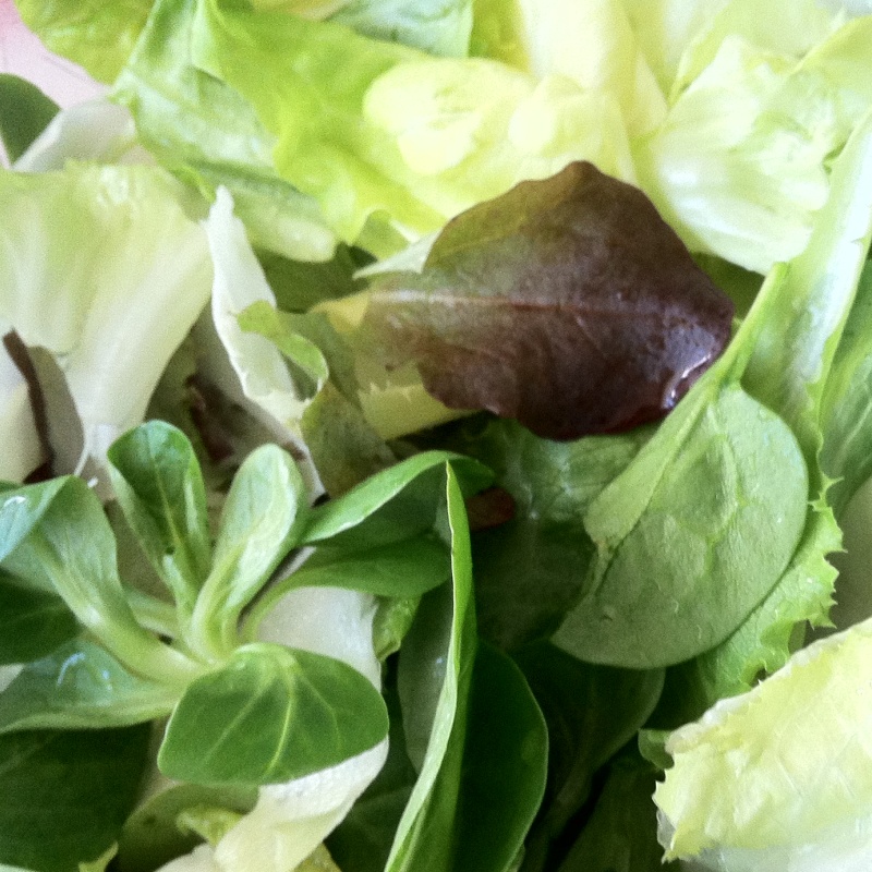 bio-samen-fuer-salate