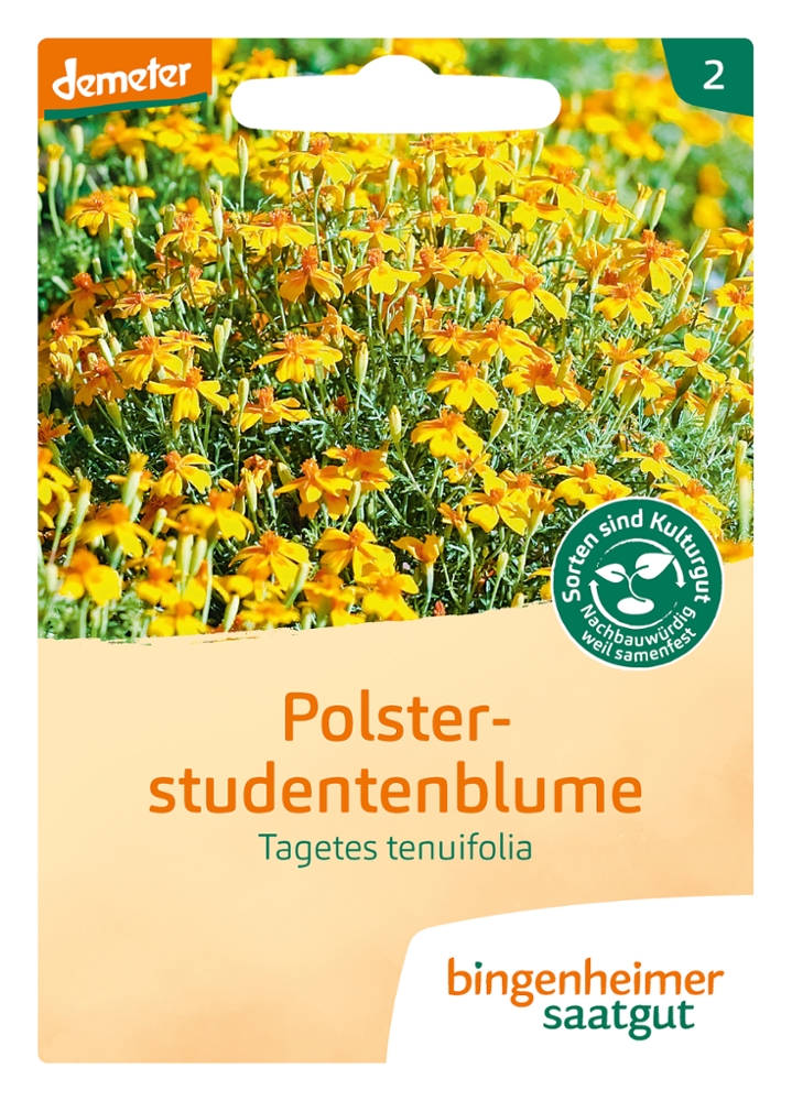 Polsterstudentenblume BIO Samen 