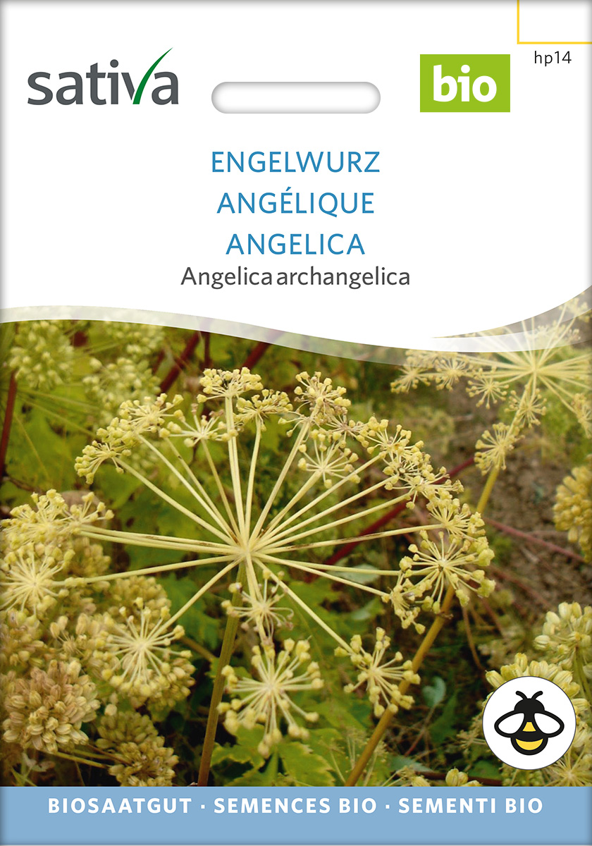 hp14_engelwurz_bio_samen Ebgelwurz Bio Samen