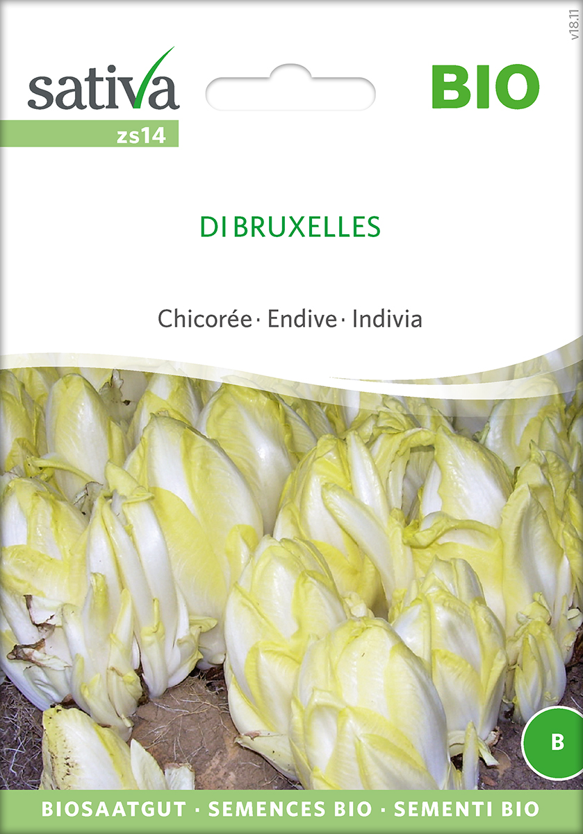 Chicorée Di Bruxelles BIO Samen