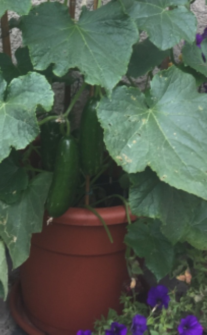 blumentoepfe_greentime