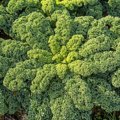 Kohl Gruenkohl Schwarzkohl Federkohl Kale