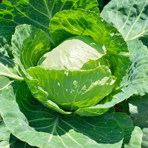 Weisskohl Kraut Rotkohl Blaukraut Bio-Samen