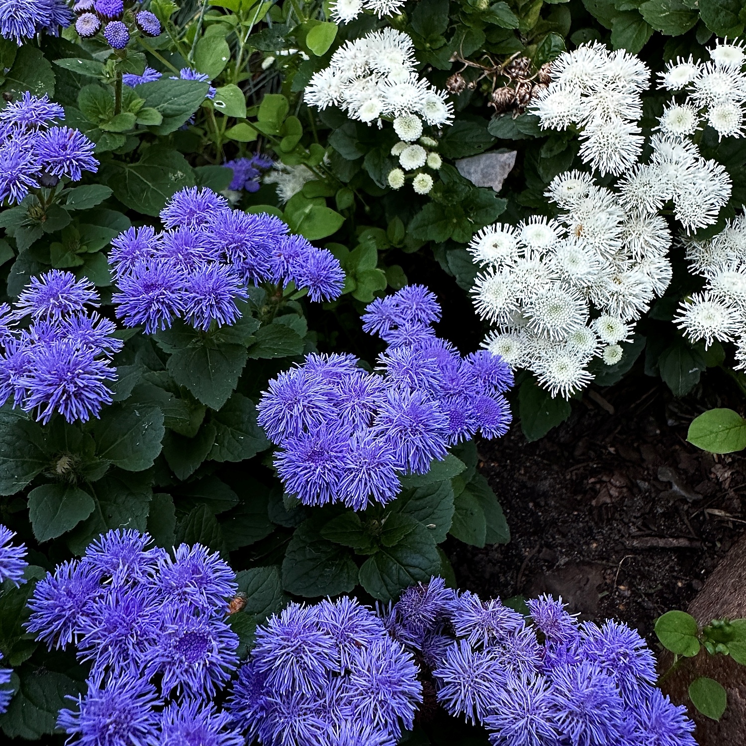 Leberbalsam BIO Samen