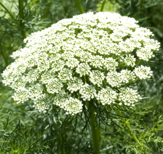 bischofskraut-sativa-biosaatgut Bischofskraut Saatgut Sativa