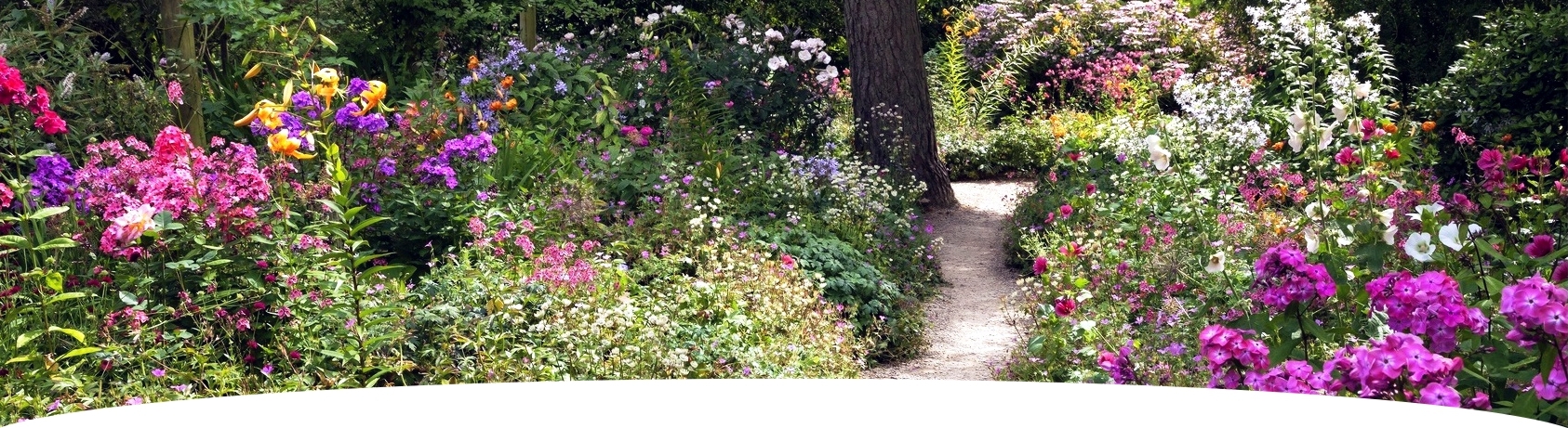 BIO-Saatgut-Blumen
