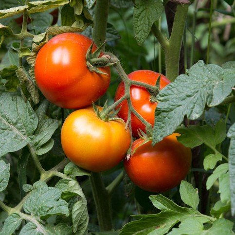 bio-samen-tomaten