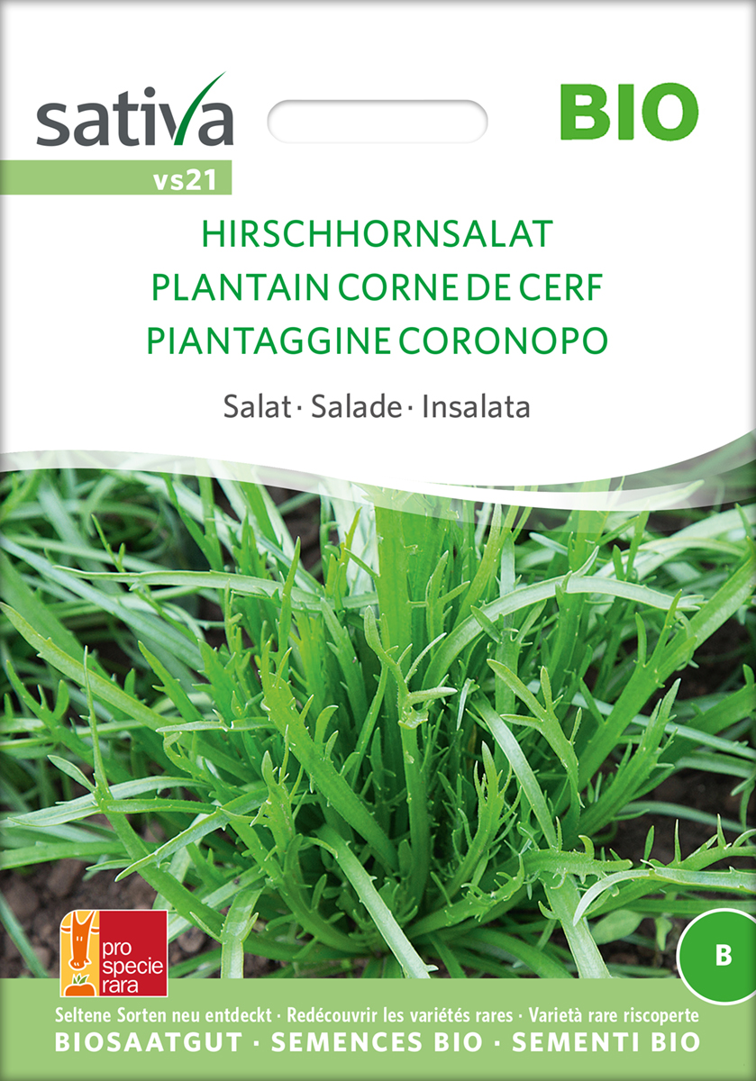 vs21_hirschhornsalat_hirschhornwegerich_bio_samen Hirschhornsalat / Hirschhornwegerich BIO Samen