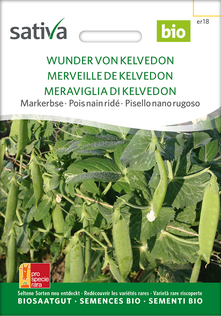 Erbse Markerbse 'Wunder von Kelvedon' BIO Samen 