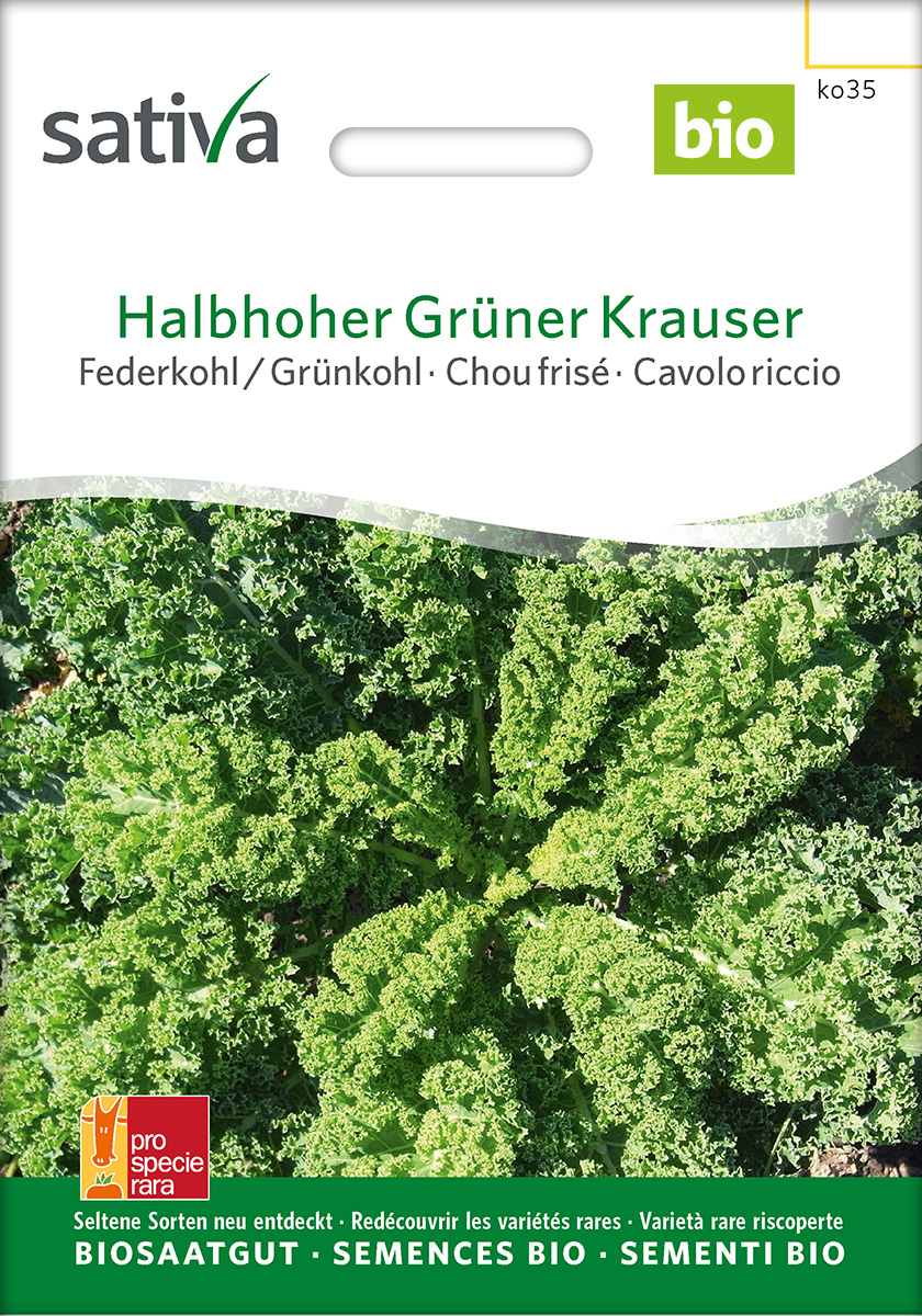 Grünkohl 'Halbhoher Grüner Krauser', Federkohl BIO Samen