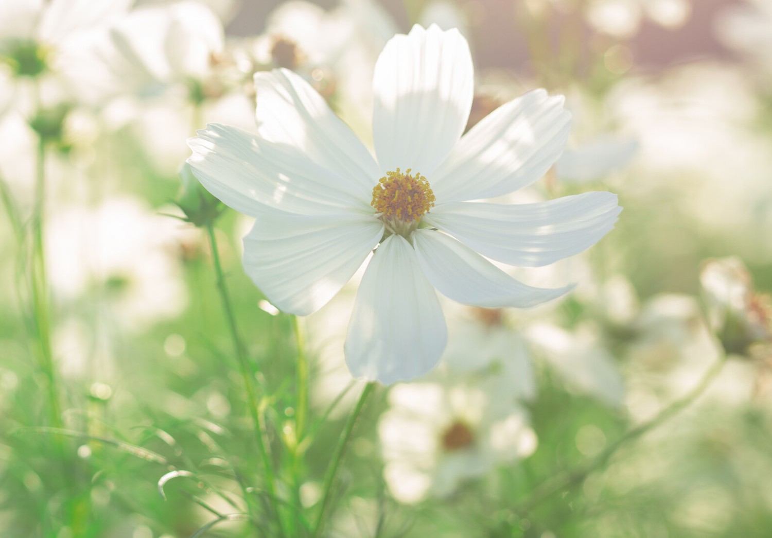 Cosmea weiß Biosaatgut