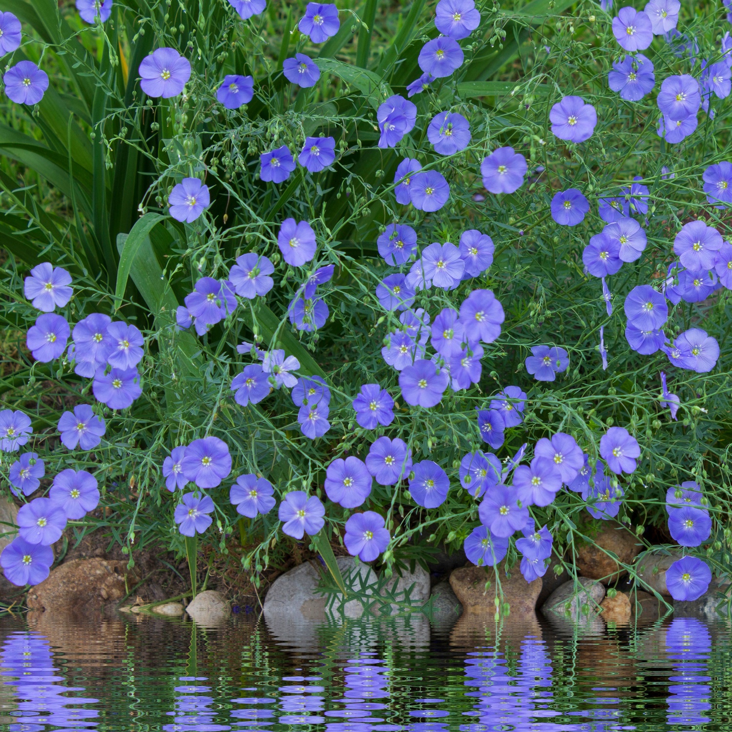 lein_mehrjaehrig_linum_perenne_bio_samen Lein mehrjährig BIO Samen