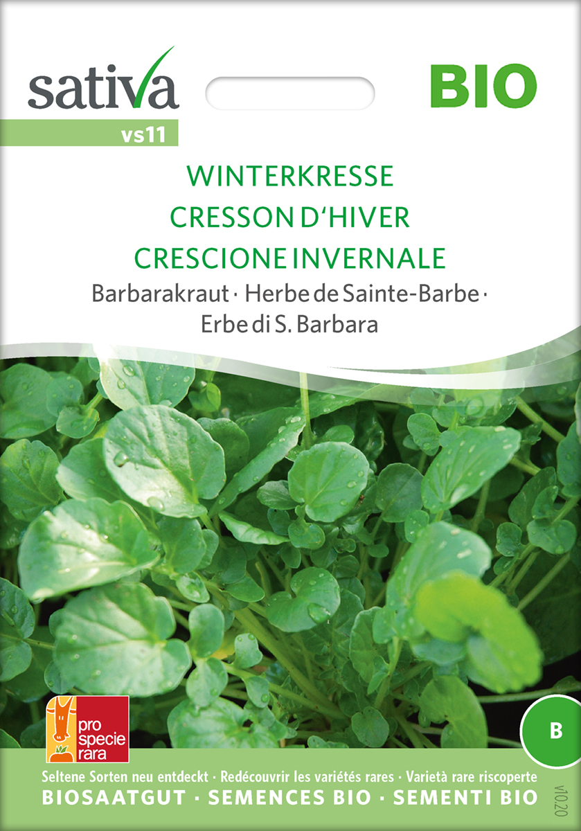 Winterkresse, Barbarakraut BIO Samen