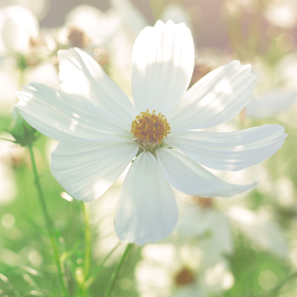 Cosmea weiß BIO Samen