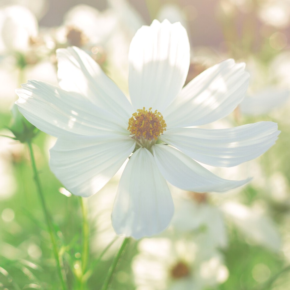 cosmea_weiss_bio_samen Cosmea weiß BIO Samen