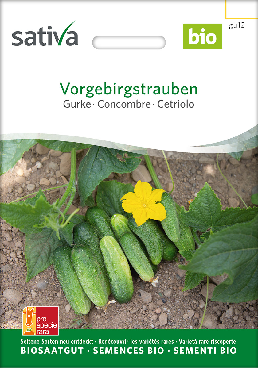 Gurke 'Vorgebirgstrauben' BIO Samen