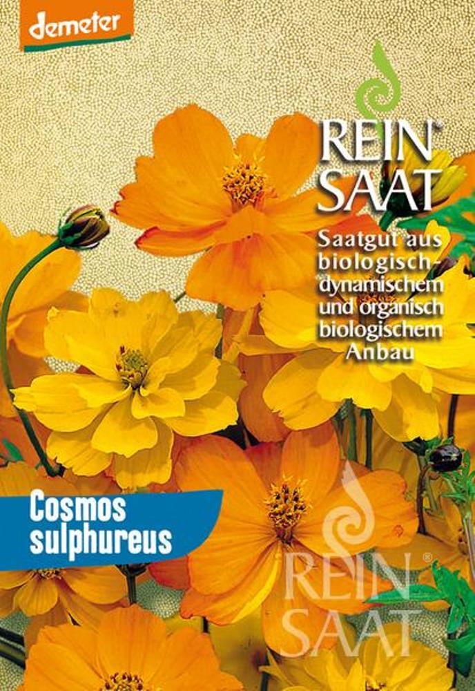 b022_cosmos_sulphureus_bio_samen Cosmee orange, Schmuckkörbchen BIO Samen