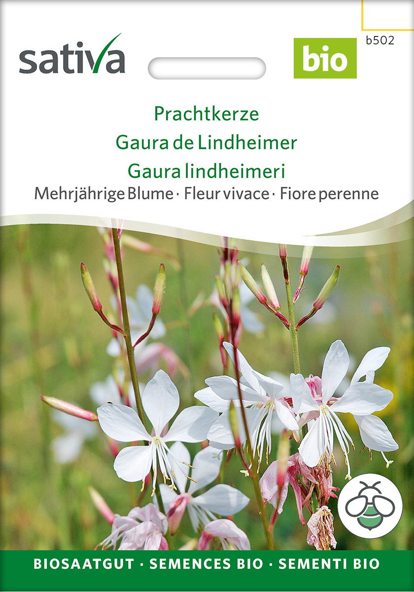 b502_prachtkerze_bio_samen Prachtkerze Bio Samen