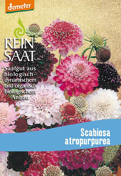 Witwenblume | Scabiose | BIO Samen 