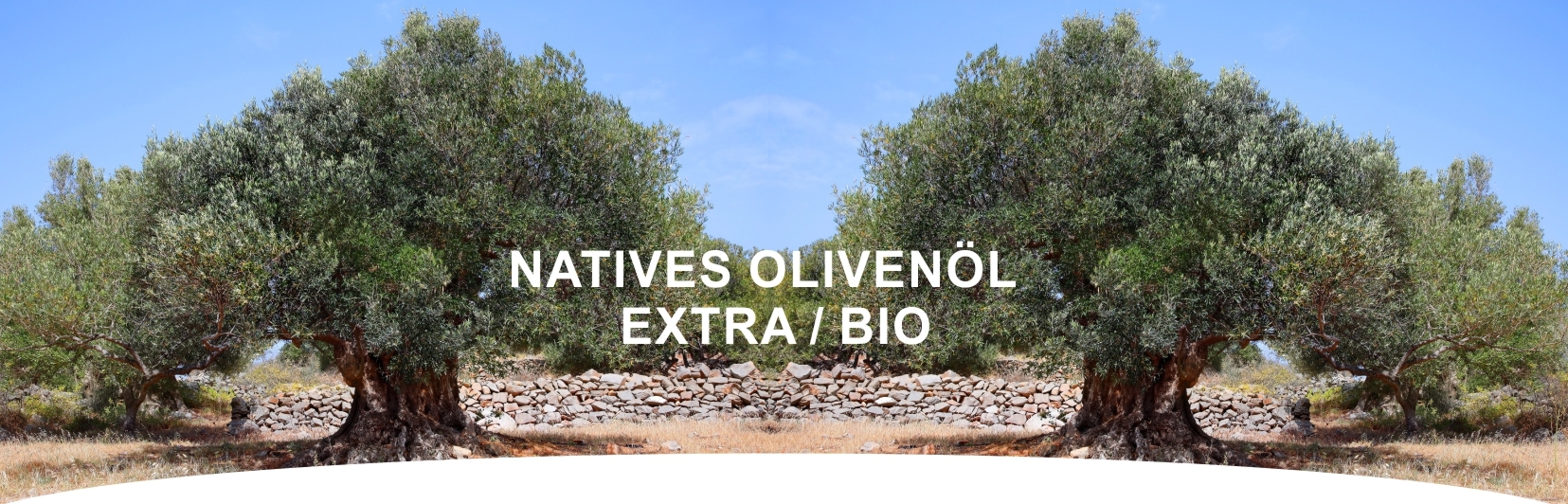 olivenbaum_oliven_bio_oel_native_extra_nl