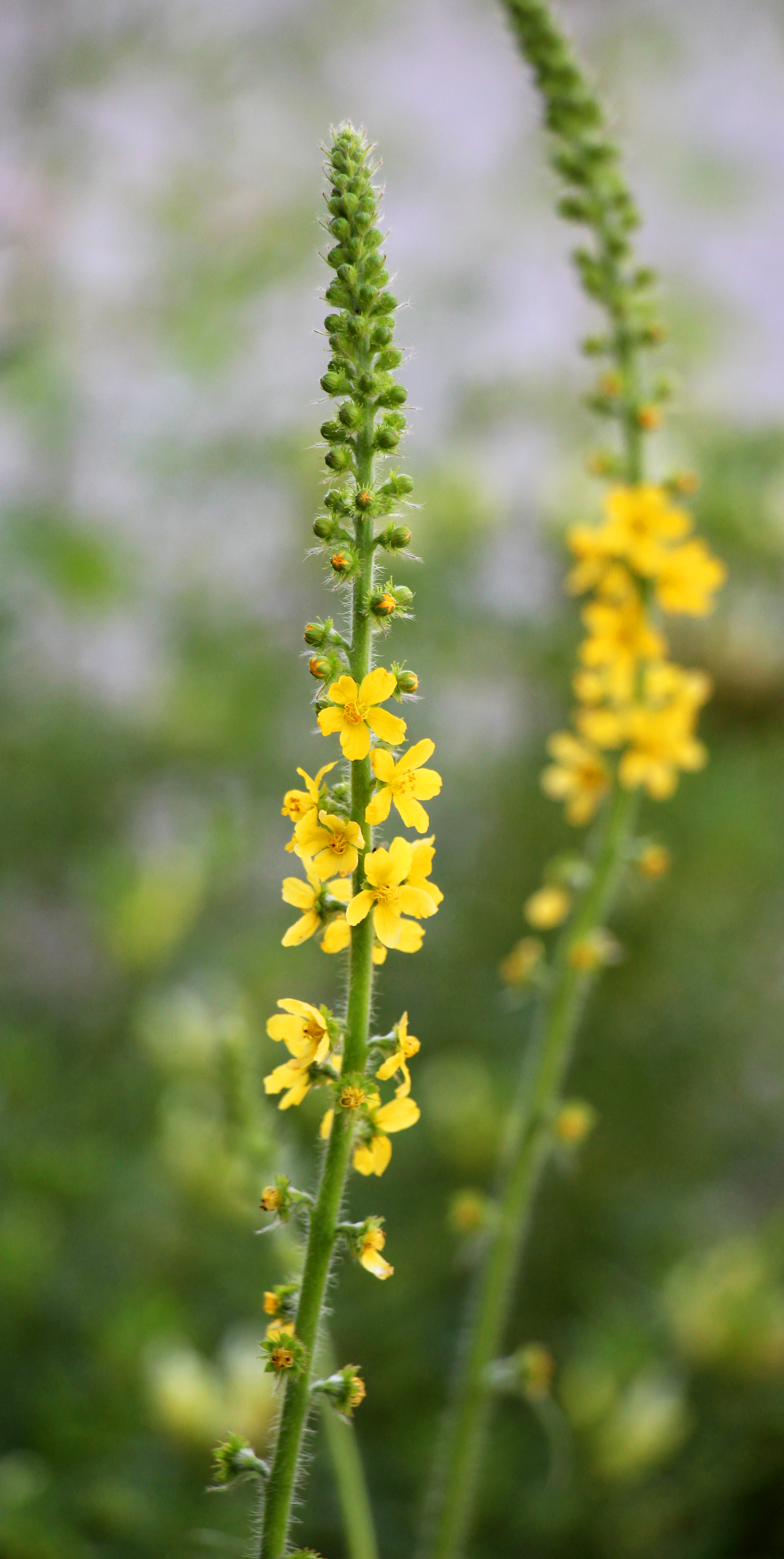 Wohlriechender Odermennig, Odermenning BIO Samen