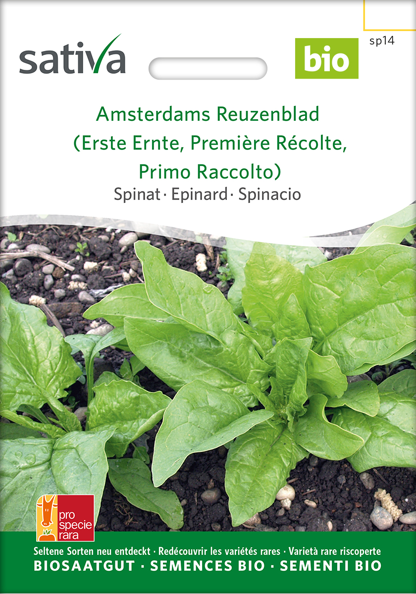 Spinat Erste Ernte Samen