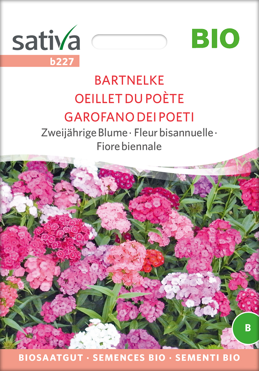 b227_bartnelke_bio_samen Bartnelken - BIO Samen