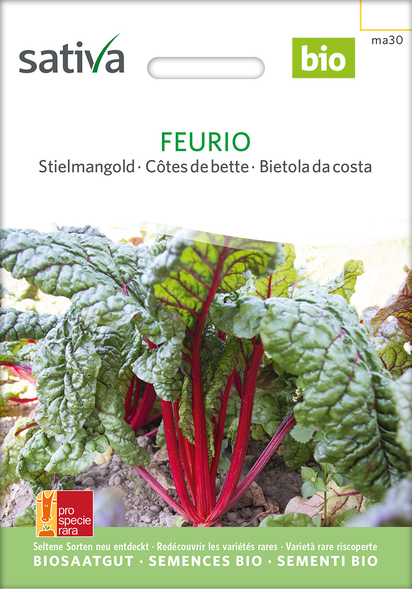 Mangold Feurio Bio Samen