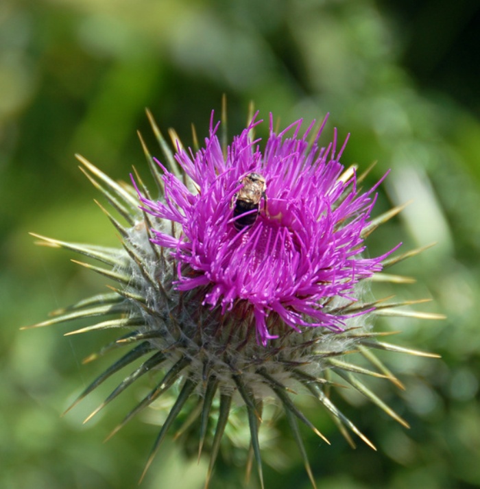 Mariendistel