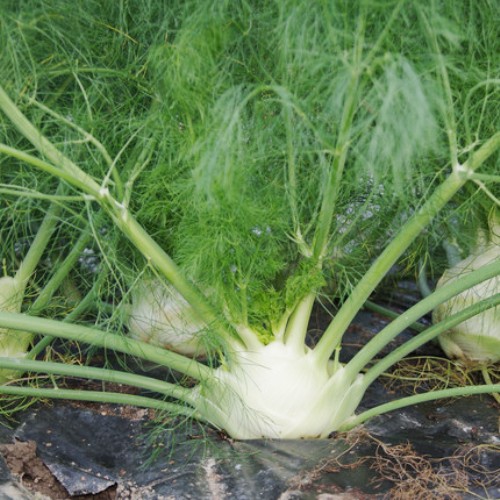 Fenchel