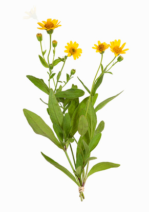 arnica_montana_bio_samen Arnica montana