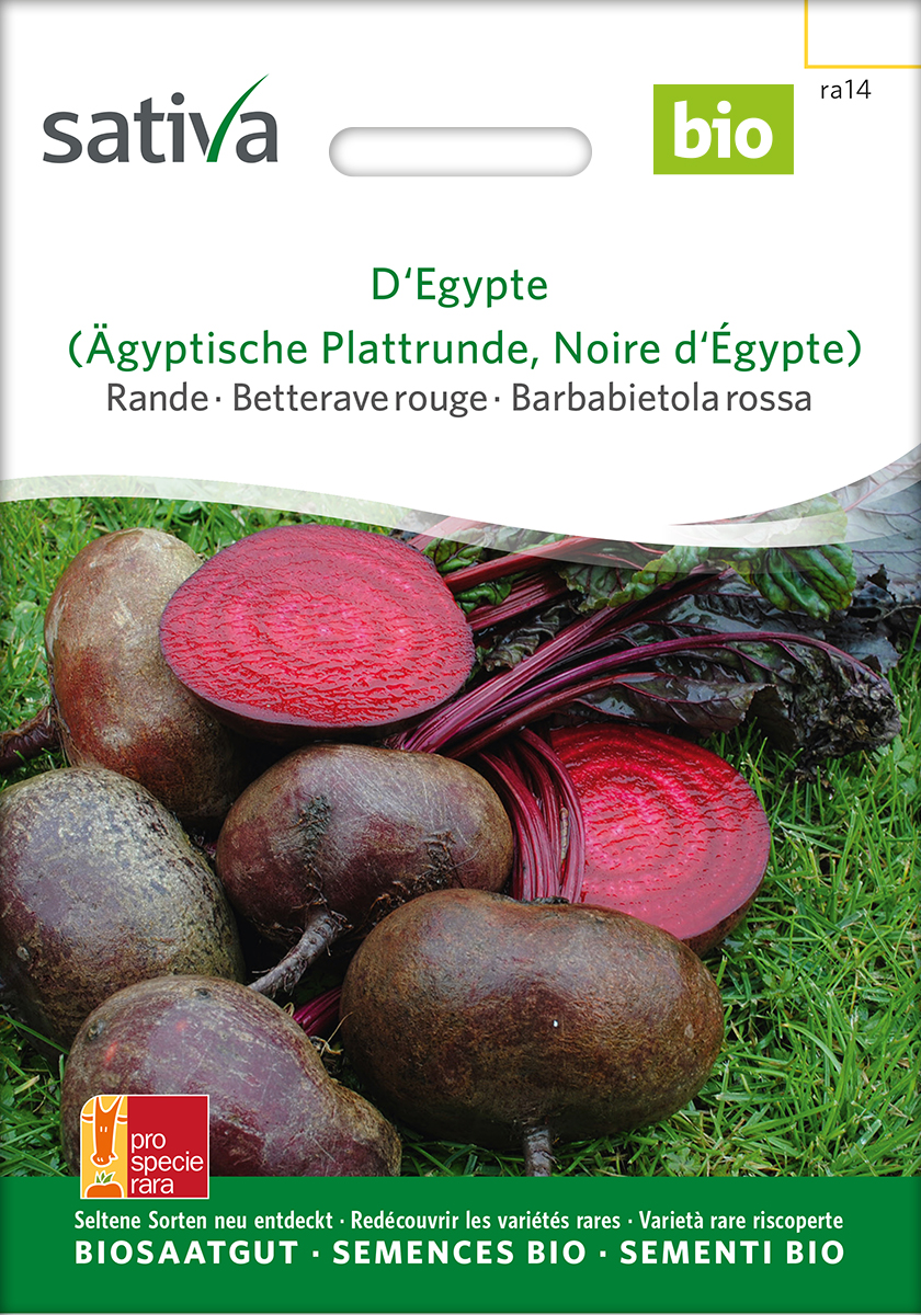 Rote Bete Ägyptische Plattrunde Samen