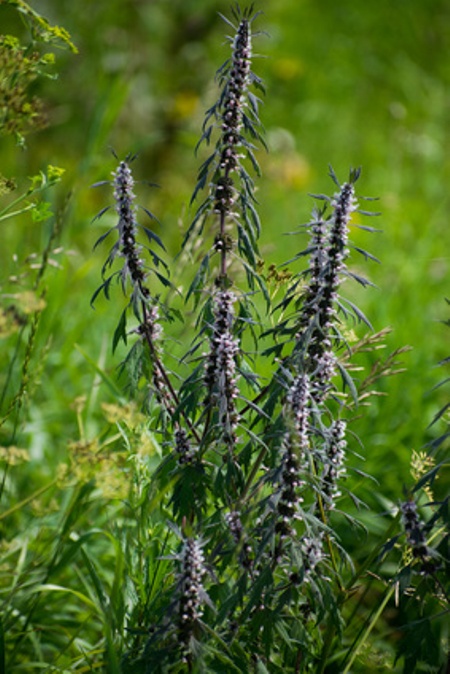 herzgespinnkraut-seeds-for-the-world Herzgespinnkraut